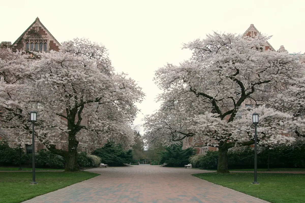 Yoshino Flowering Cherry
