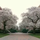Yoshino Flowering Cherry