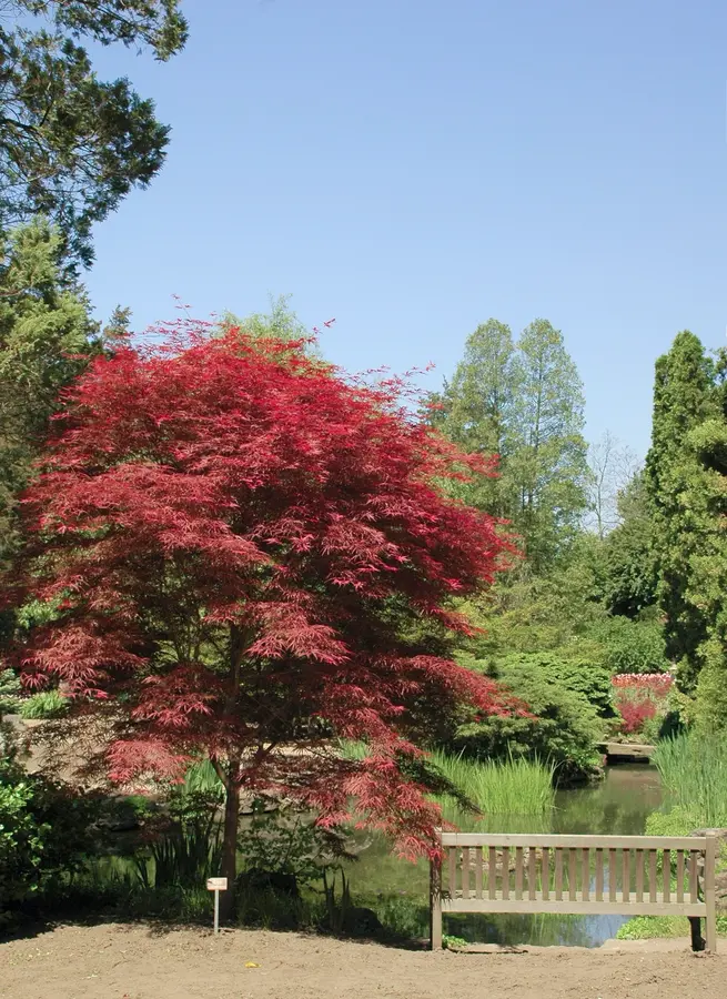 Japanese Maple Tree Japanese Maple Tree
