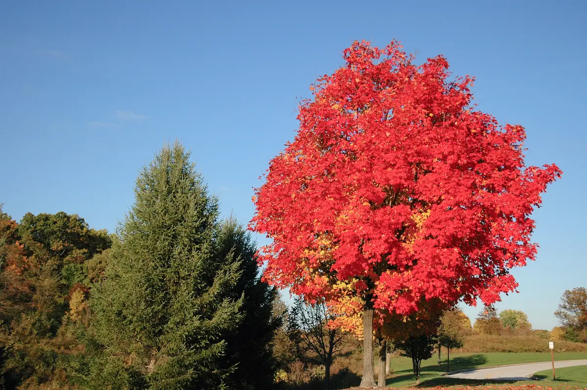 Red Maple Tree