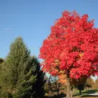 Red Maple Tree