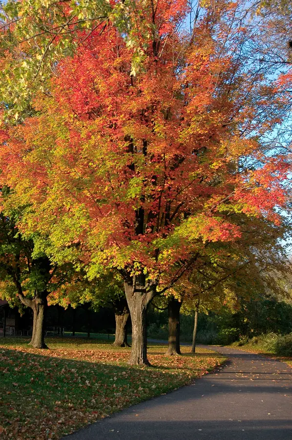 Red Maple Tree