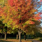 Red Maple Tree