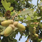 Swamp Chestnut Oak Tree