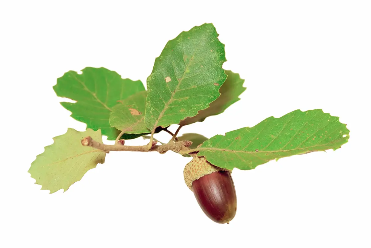 Cherrybark Oak Tree