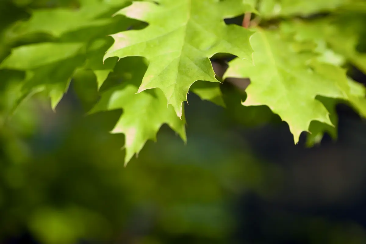 Shumard Oak Tree