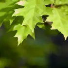Shumard Oak Tree