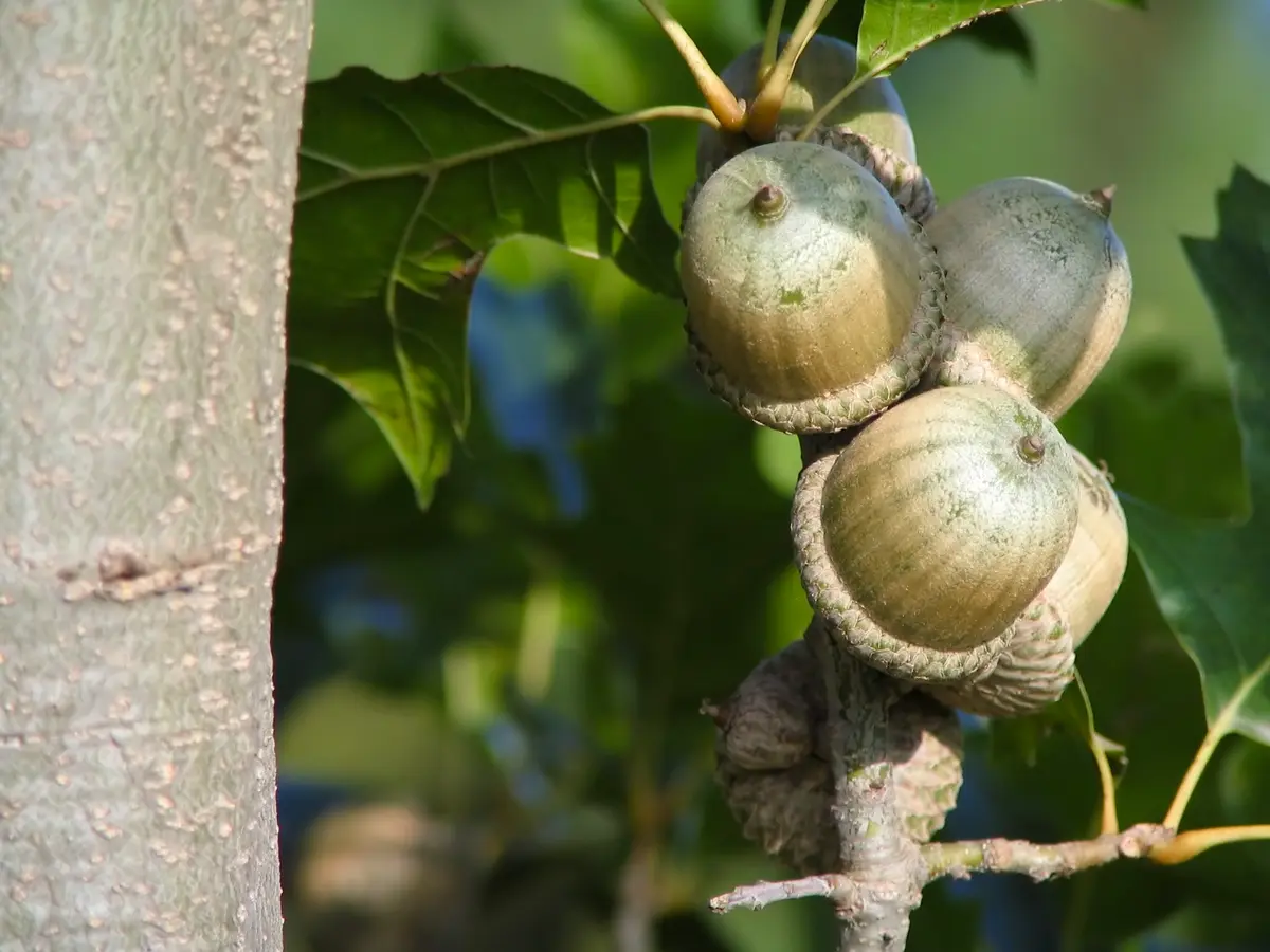 Shumard Oak Tree
