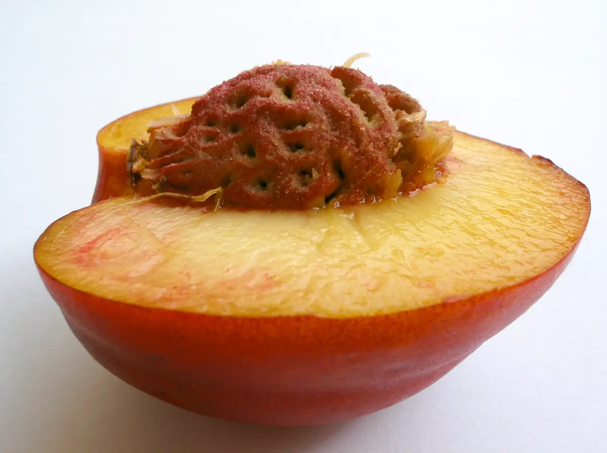 Fantasia Nectarine Tree