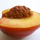 Fantasia Nectarine Tree