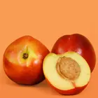 Goldmine Nectarine Tree