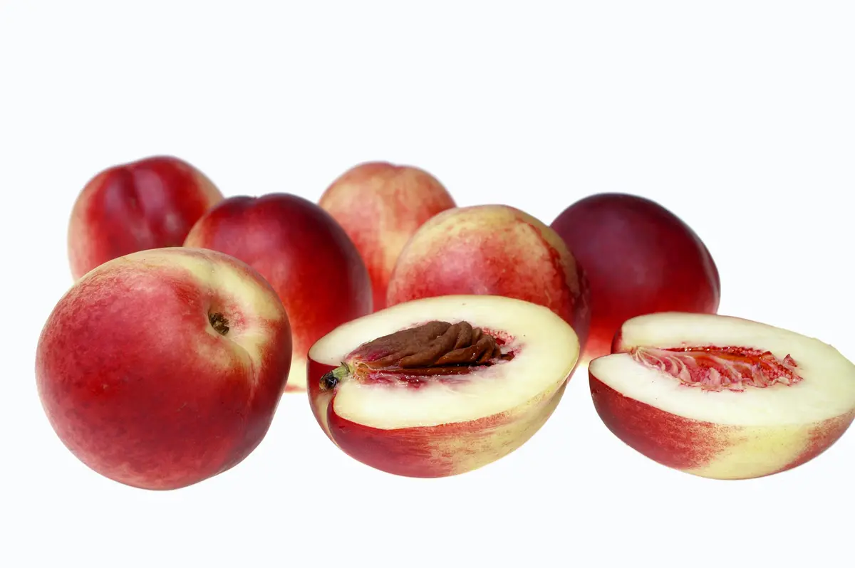 Goldmine Nectarine Tree