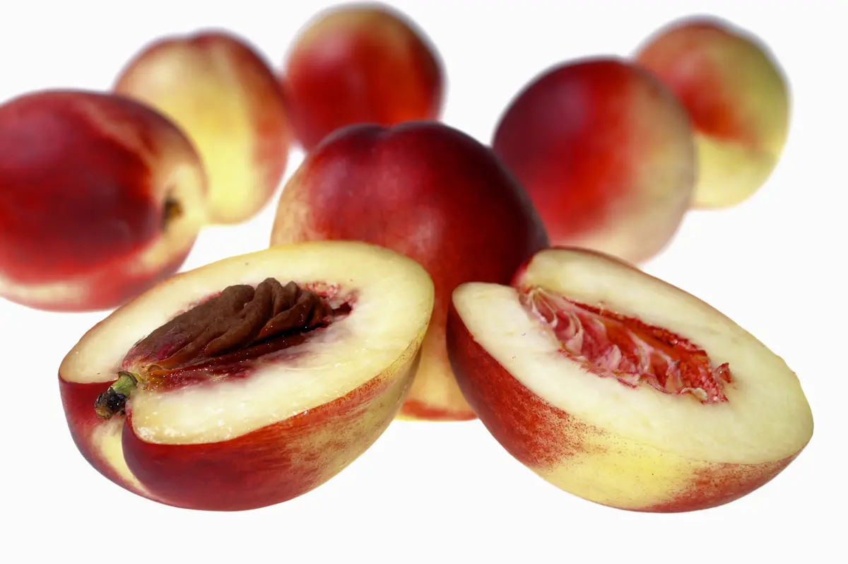 Arctic Fantasy Nectarine Tree Arctic Fantasy Nectarine Tree
