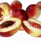 Arctic Fantasy Nectarine Tree
