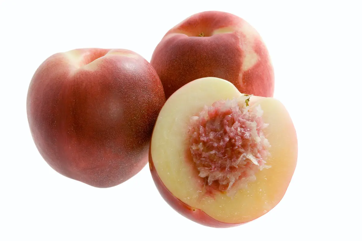 Snow Queen Nectarine Tree Snow Queen Nectarine Tree