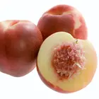 Snow Queen Nectarine Tree