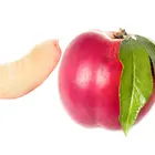 Arctic Fantasy Nectarine Tree