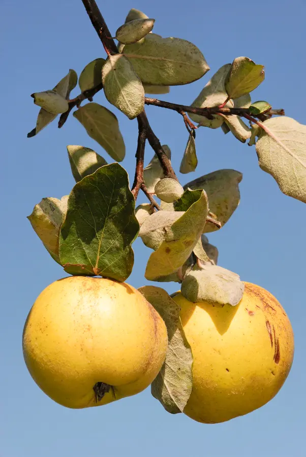 Orange Quince Orange Quince