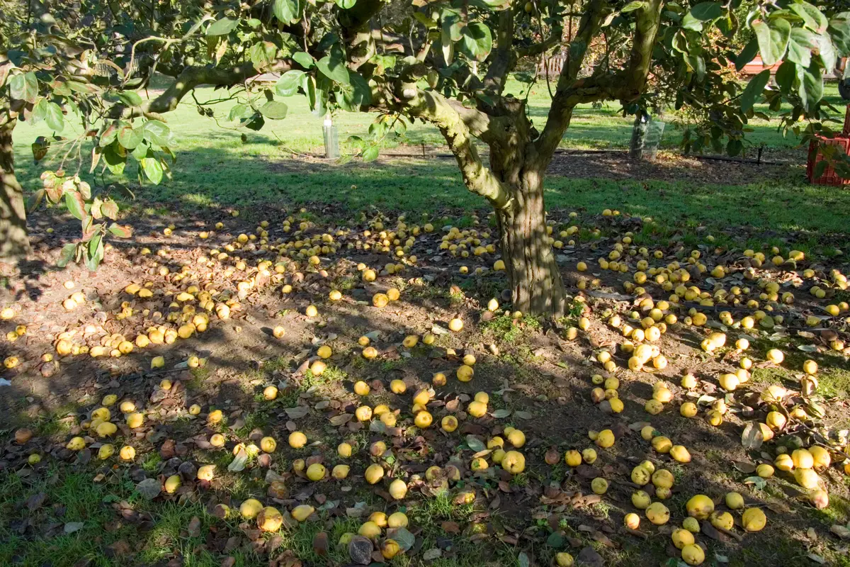 Orange Quince Orange Quince