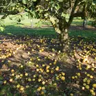 Orange Quince
