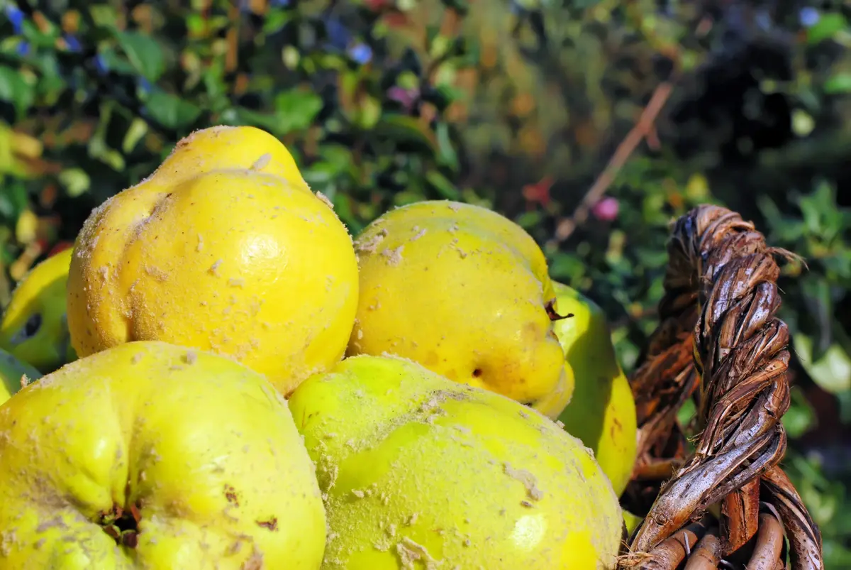 Jumbo Quince Jumbo Quince