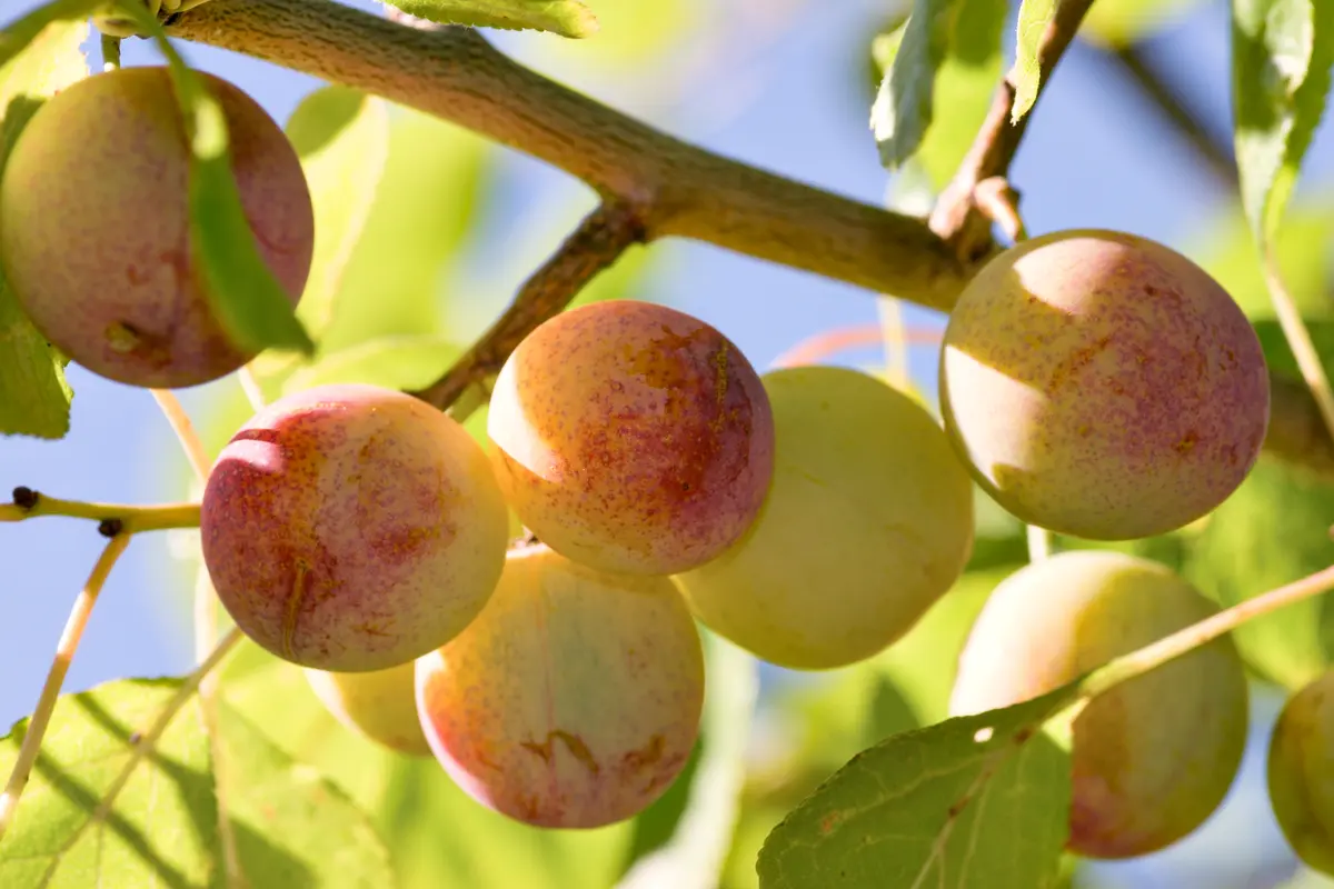 American Plum Seedling