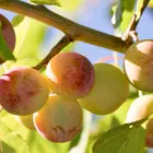 American Plum Seedling