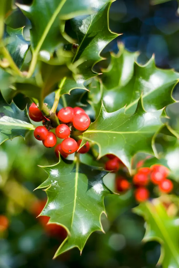 American Holly American Holly