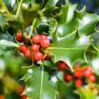 American Holly