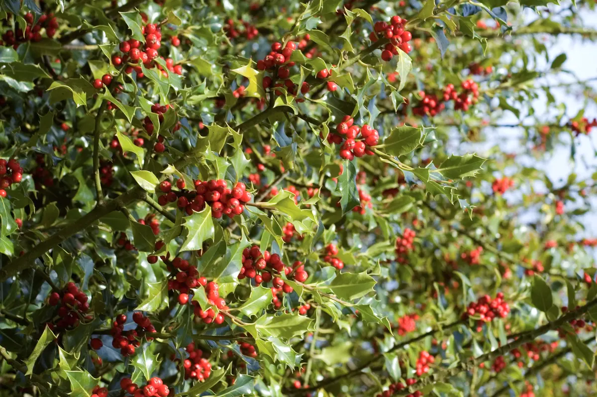 American Holly American Holly