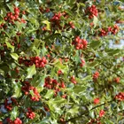 American Holly