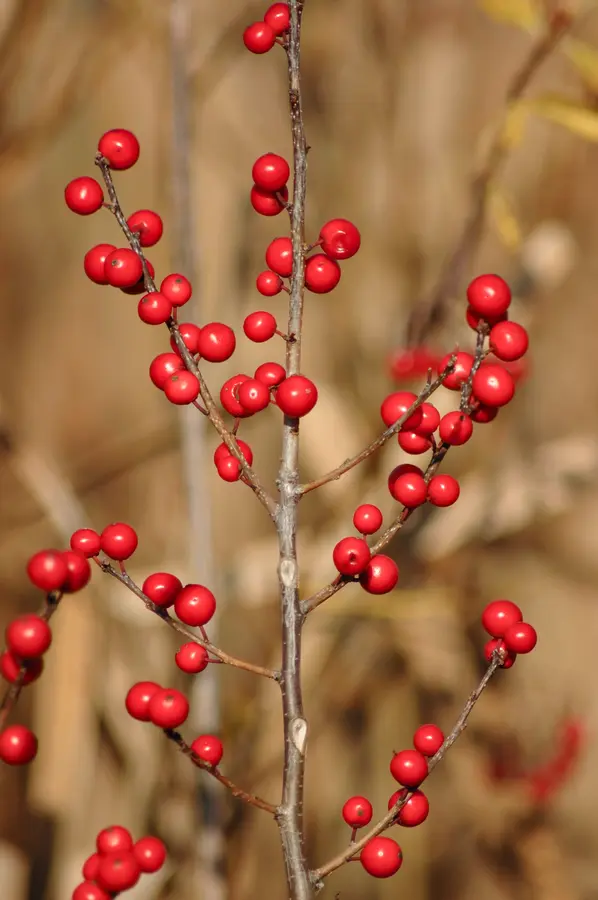 Winterberry Holly Winterberry Holly