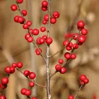 Winterberry Holly