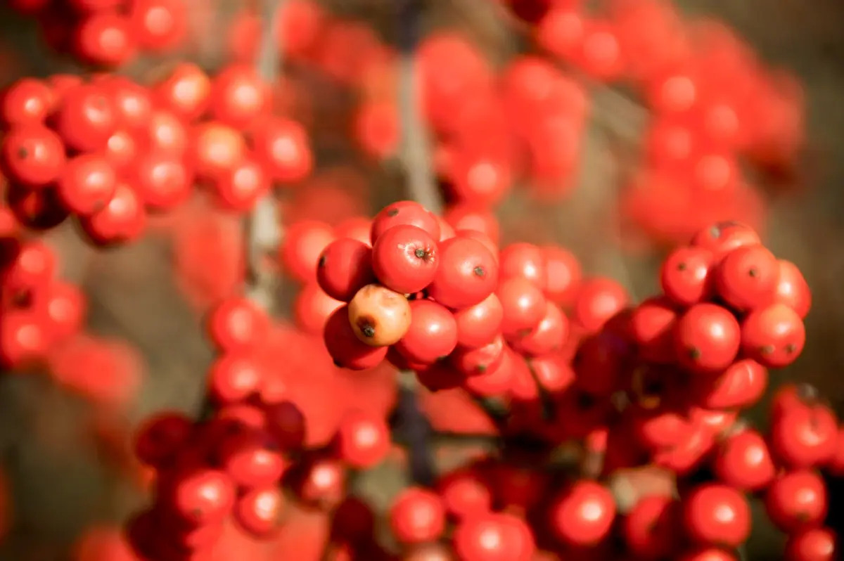 Winterberry Holly Winterberry Holly