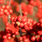 Winterberry Holly