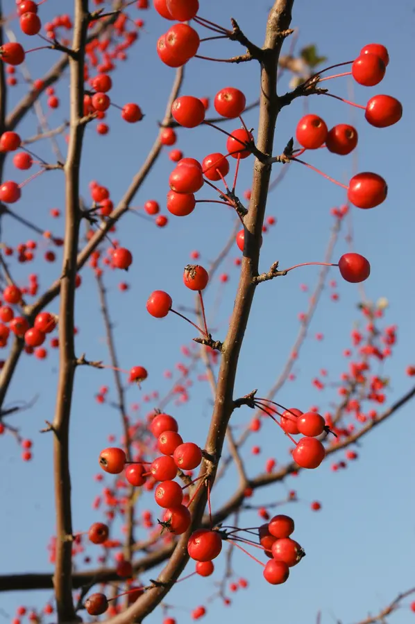 Winterberry Holly Winterberry Holly