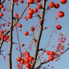 Winterberry Holly