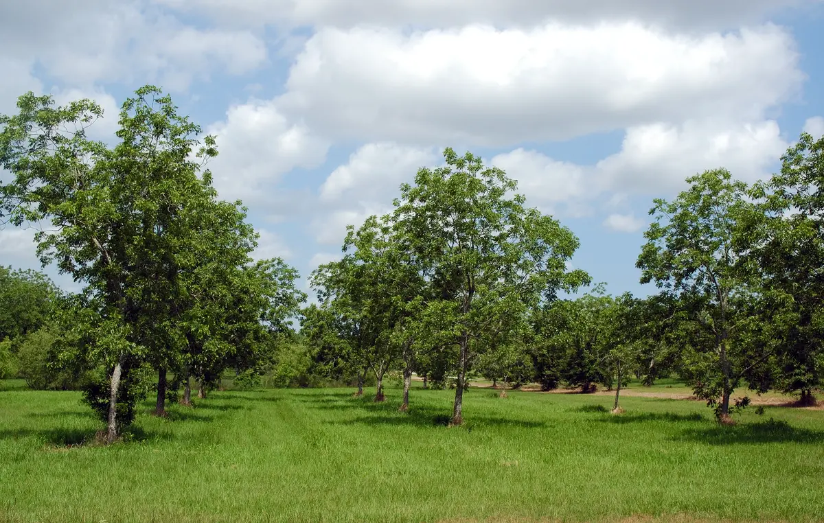 Pawnee Pecan Tree Pawnee Pecan Tree
