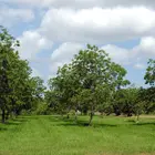 Pawnee Pecan Tree
