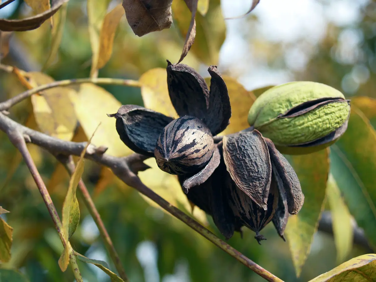 Pecan (Native Hardy Seedling)