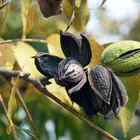 Pecan (Native Hardy Seedling)