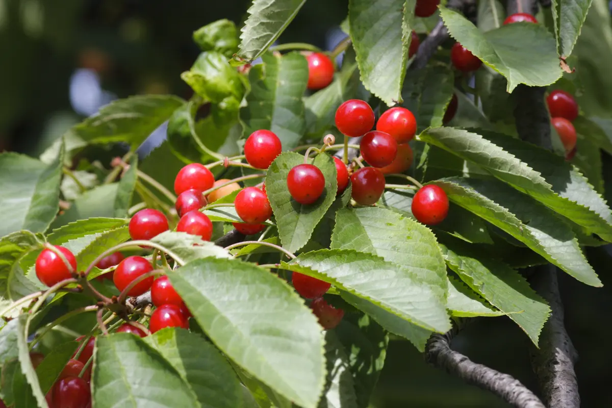 Sand Cherry Tree Sand Cherry Tree