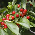 Sand Cherry Tree
