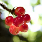 Cherry Seedling