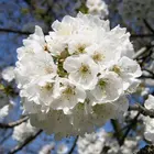 Cherry Seedling