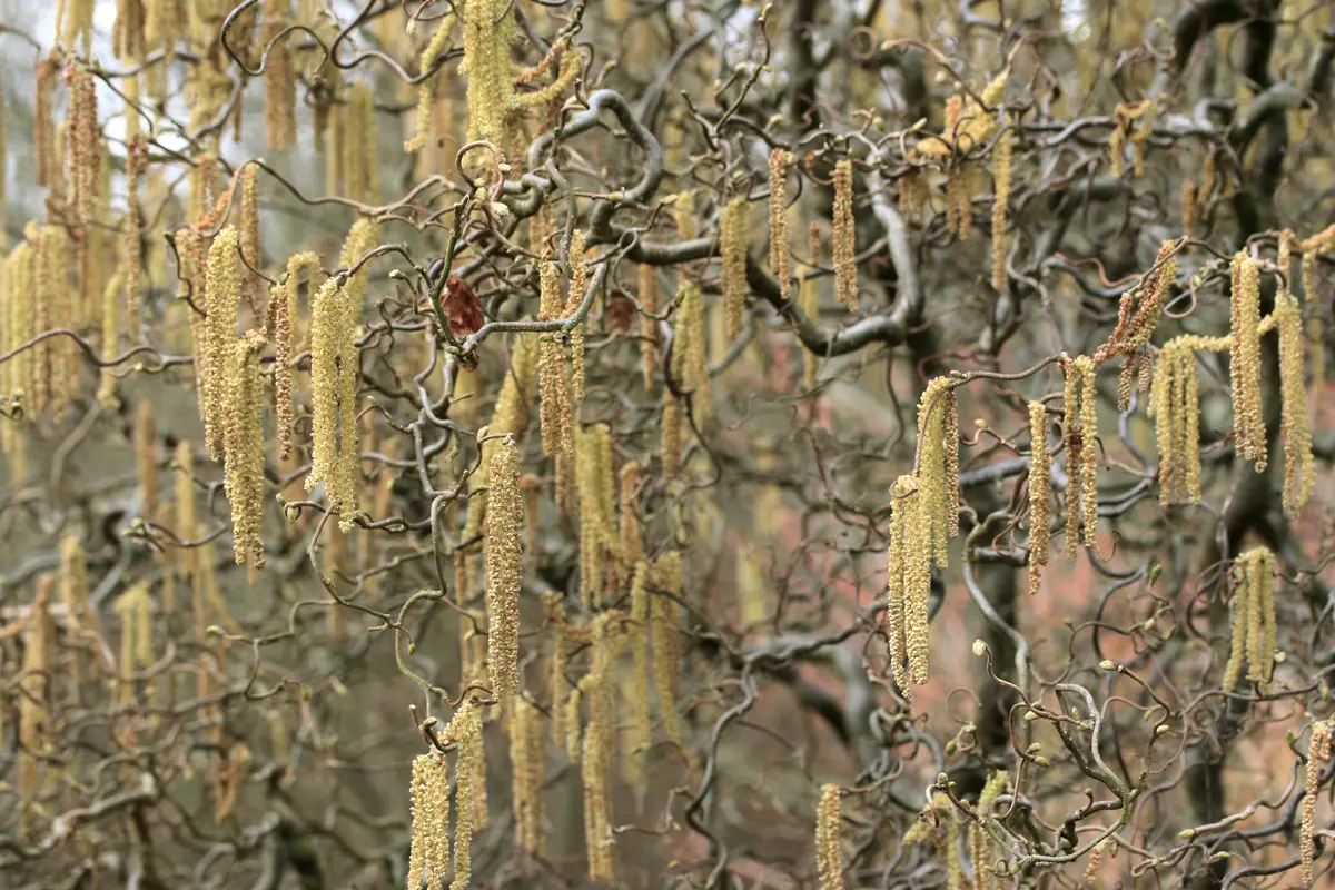 Beaked Hazelnut
