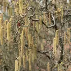Beaked Hazelnut