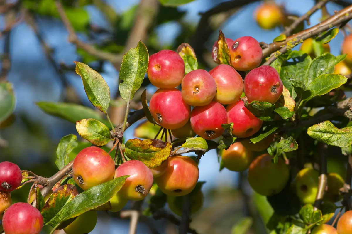 American Crabapple Tree American Crabapple Tree