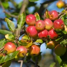 American Crabapple Tree