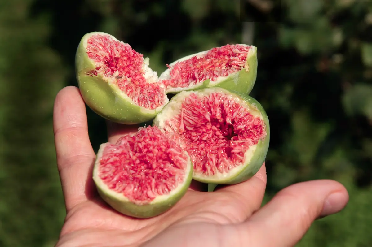Conadria Fig Tree